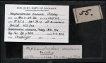 Label for a syntype of Stephanotrochus diadema (Moseley, 1876)