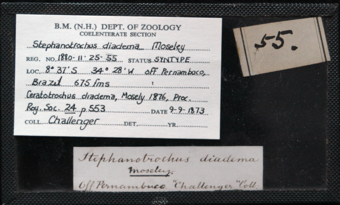 Label for a syntype of Stephanotrochus diadema (Moseley, 1876) Label for a syntype of Stephanotrochus diadema (Moseley, 1876)