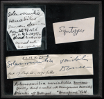 Label for a syntype of Solenosmilia variabilis Duncan, 1873