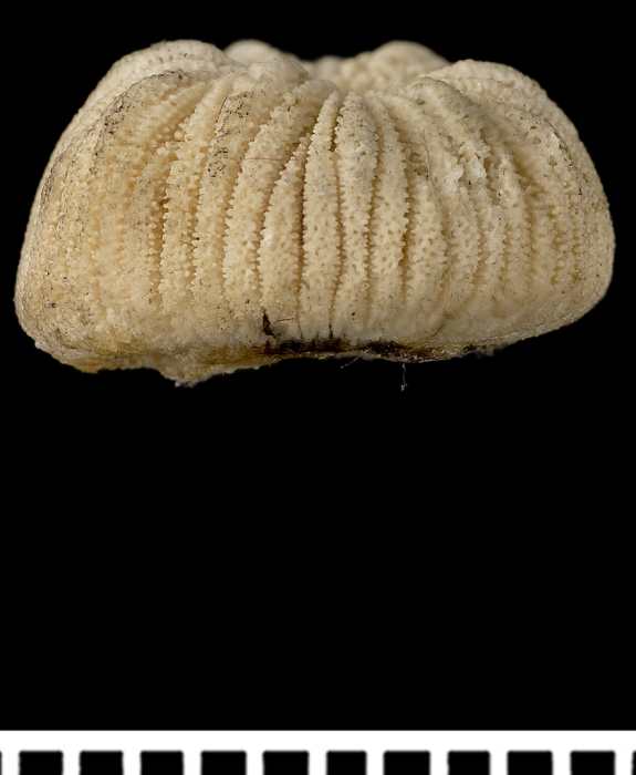 A syntype of Psammoseris hemisphericus (Gray, 1850) A syntype of Psammoseris hemisphericus (Gray, 1850)