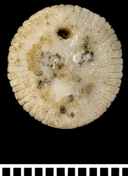 A syntype of Psammoseris hemisphericus (Gray, 1850) A syntype of Psammoseris hemisphericus (Gray, 1850)