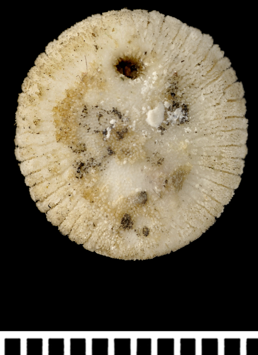 A syntype of Psammoseris hemisphericus (Gray, 1850)