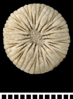 A syntype of Psammoseris hemisphericus (Gray, 1850)