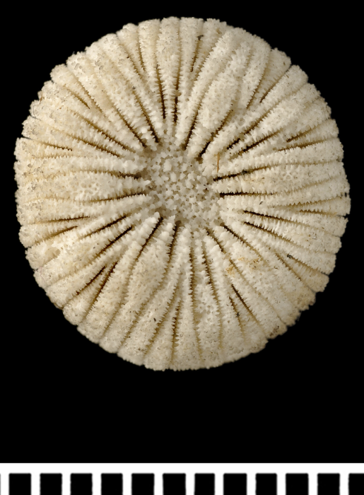 A syntype of Psammoseris hemisphericus (Gray, 1850) A syntype of Psammoseris hemisphericus (Gray, 1850)