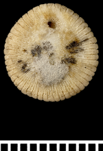 A syntype of Psammoseris hemisphericus (Gray, 1850)