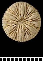 A syntype of Psammoseris hemisphericus (Gray, 1850)