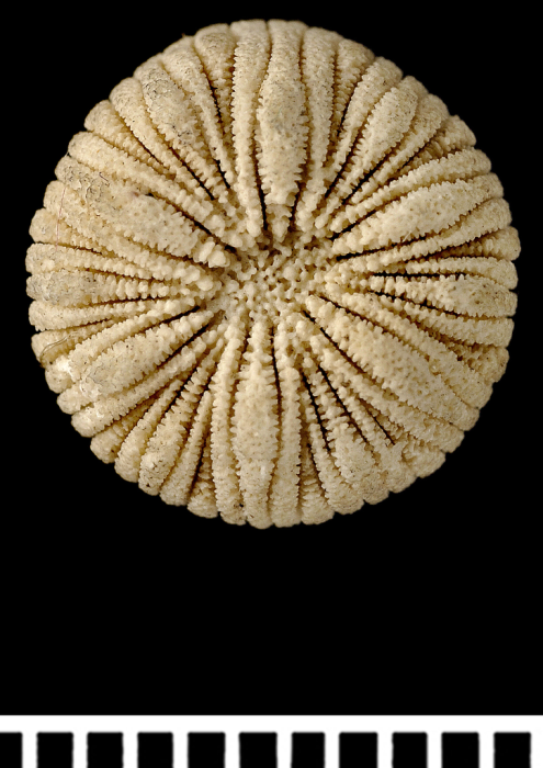 A syntype of Psammoseris hemisphericus (Gray, 1850) A syntype of Psammoseris hemisphericus (Gray, 1850)