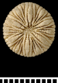 Anthozoa