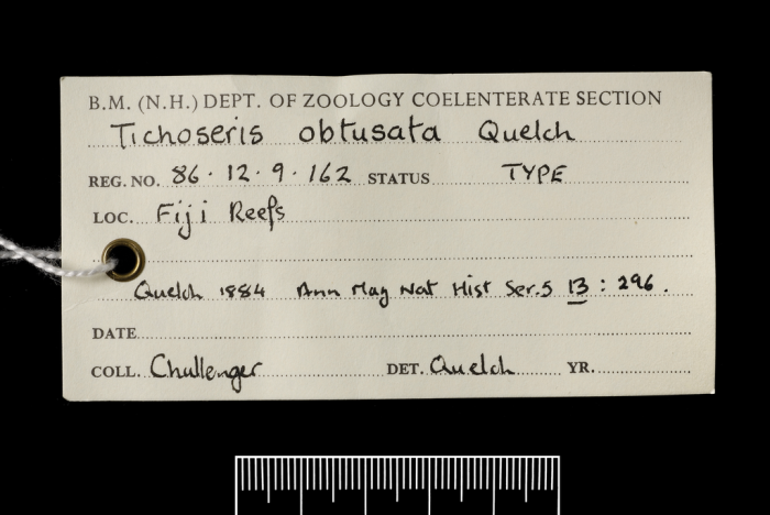 Label for holotype of Tichoseris obtusata Quelch, 1884 Label for holotype of Tichoseris obtusata Quelch, 1884