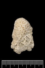 Holotype of Tichoseris obtusata Quelch, 1884