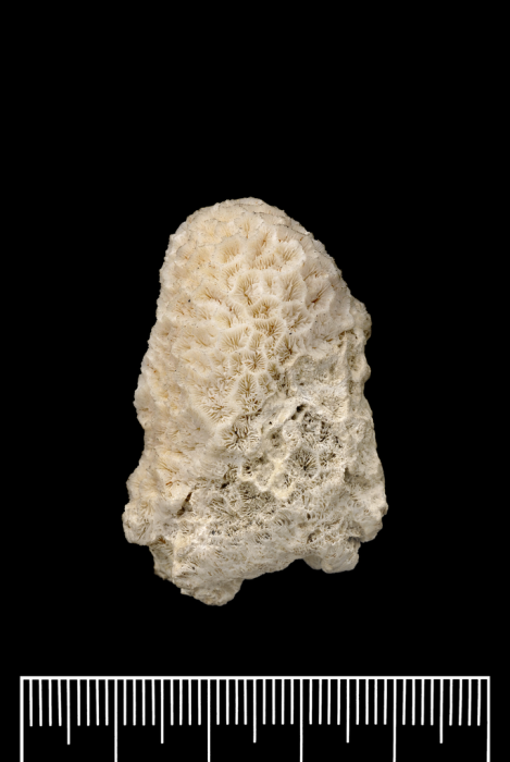 Holotype of Tichoseris obtusata Quelch, 1884 Holotype of Tichoseris obtusata Quelch, 1884