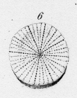 Illustration from Parkinson, 1811, pl. 4 fig. 6. original legend: The shirt-button madreporite, (Madrepora Porpita). Linn., type species of Anabacia
