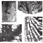 Sinasteria qingyanensis, Middle Triassic, south China