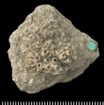 Holotype of Stereopsammia humilis Milne Edwards & Haime, 1850.