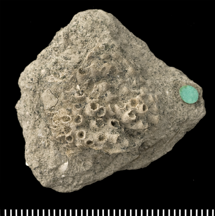 Holotype of Stereopsammia humilis Milne Edwards & Haime, 1850. Holotype of Stereopsammia humilis Milne Edwards & Haime, 1850.