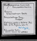 Label for holotype of Stereopsammia humilis Milne Edwards & Haime, 1850.