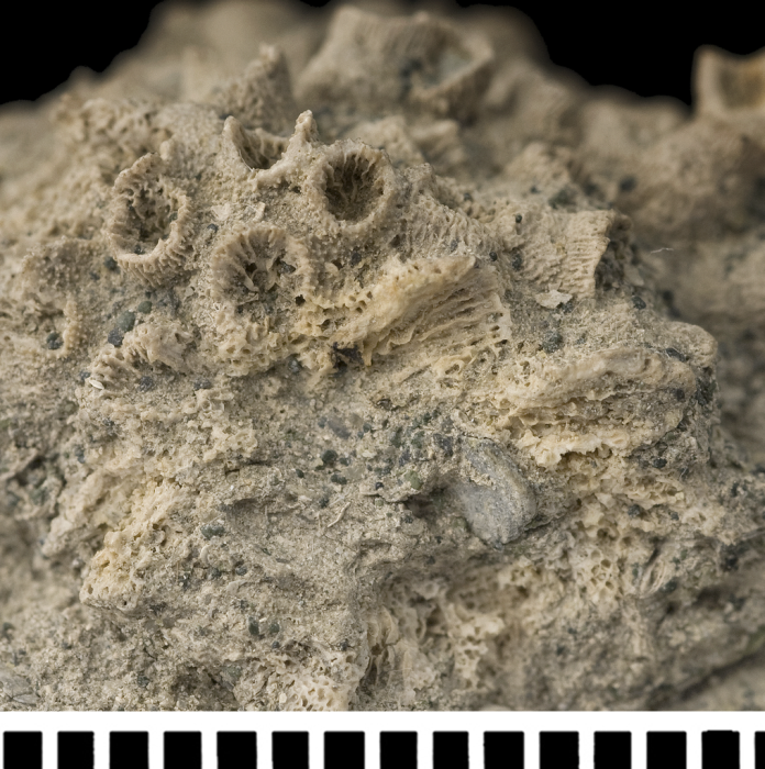 Holotype of Stereopsammia humilis Milne Edwards & Haime, 1850. Holotype of Stereopsammia humilis Milne Edwards & Haime, 1850.