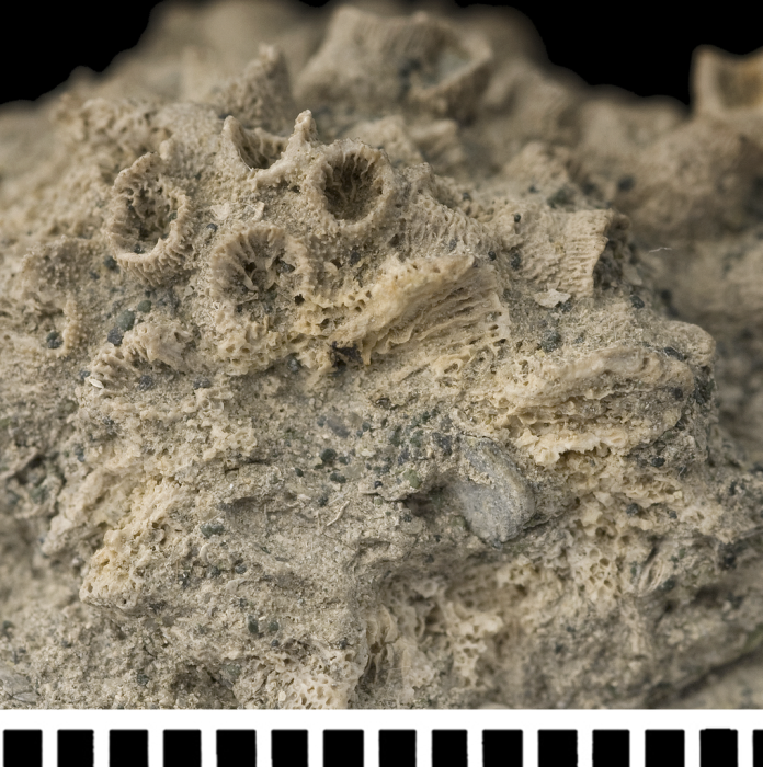 Holotype of Stereopsammia humilis Milne Edwards & Haime, 1850.