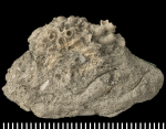 Holotype of Stereopsammia humilis Milne Edwards & Haime, 1850.