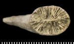 A syntype of Trochocyathus abnormalis Duncan, 1864