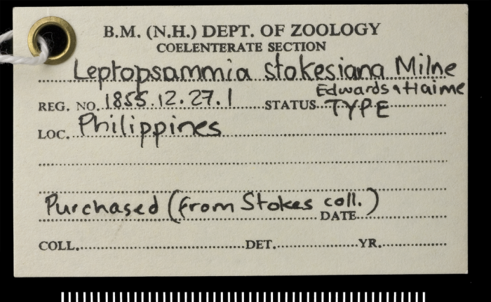 Label for holotype of Leptopsammia stokesiana Milne Edwards & Haime, 1848. Label for holotype of Leptopsammia stokesiana Milne Edwards & Haime, 1848.