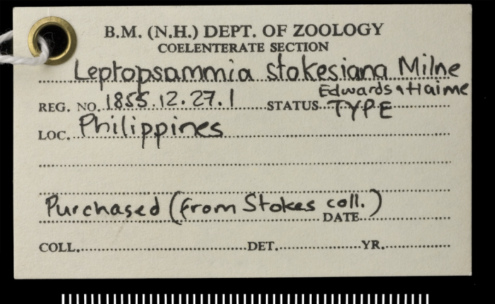 Label for holotype of Leptopsammia stokesiana Milne Edwards & Haime, 1848.