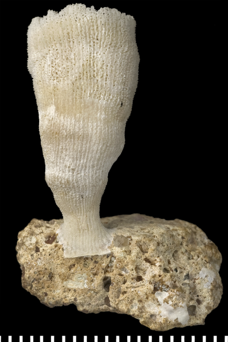 Holotype of Leptopsammia stokesiana Milne Edwards & Haime, 1848. Holotype of Leptopsammia stokesiana Milne Edwards & Haime, 1848.