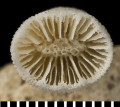 Anthozoa