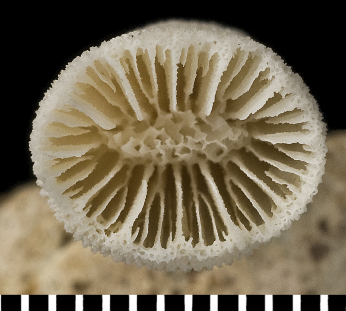 Holotype of Leptopsammia stokesiana Milne Edwards & Haime, 1848. Holotype of Leptopsammia stokesiana Milne Edwards & Haime, 1848.