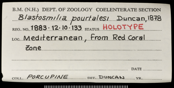 Label for holotype of Blastosmilia pourtalesi Duncan 1878. Label for holotype of Blastosmilia pourtalesi Duncan 1878.