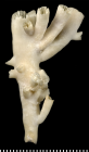 Holotype of Blastosmilia pourtalesi Duncan 1878.