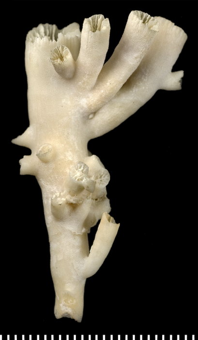 Holotype of Blastosmilia pourtalesi Duncan 1878. Holotype of Blastosmilia pourtalesi Duncan 1878.