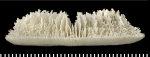 A syntype of of Letepsammia formosissima (Moseley, 1876).