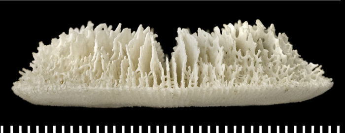 A syntype of of Letepsammia formosissima (Moseley, 1876). A syntype of of Letepsammia formosissima (Moseley, 1876).