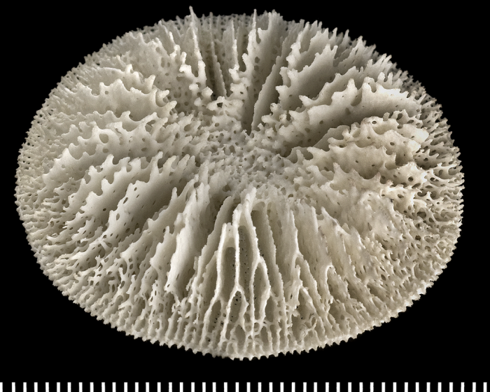 A syntype of of Letepsammia formosissima (Moseley, 1876). A syntype of of Letepsammia formosissima (Moseley, 1876).