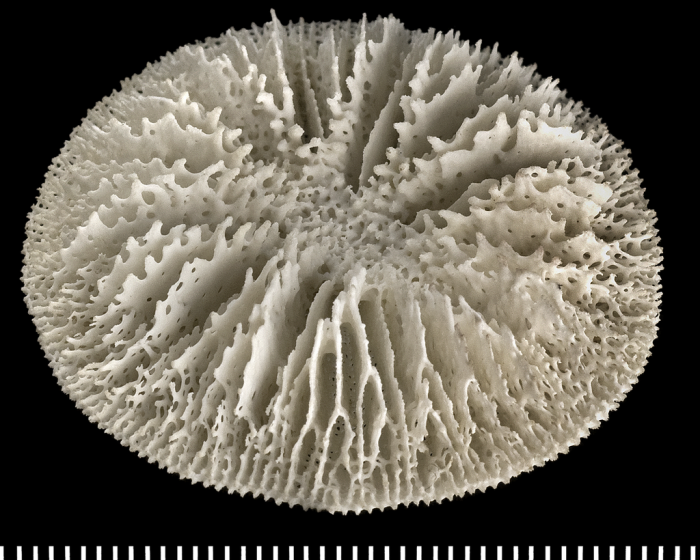 A syntype of of Letepsammia formosissima (Moseley, 1876).