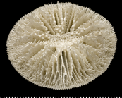 A syntype of of Letepsammia formosissima (Moseley, 1876).