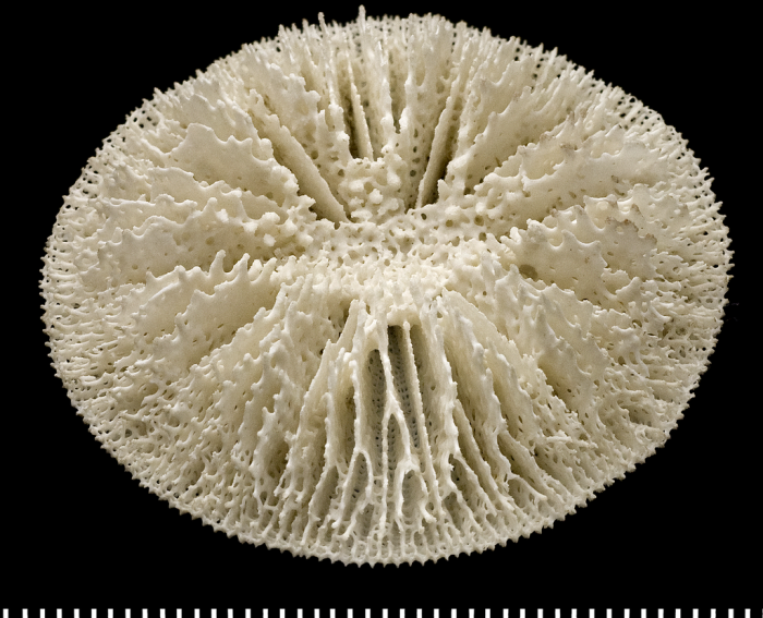 A syntype of of Letepsammia formosissima (Moseley, 1876). A syntype of of Letepsammia formosissima (Moseley, 1876).