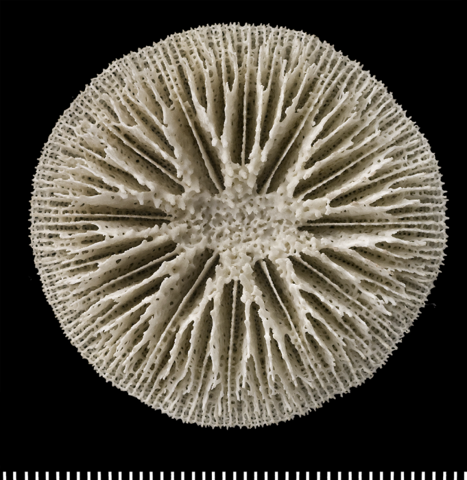 A syntype of of Letepsammia formosissima (Moseley, 1876). A syntype of of Letepsammia formosissima (Moseley, 1876).