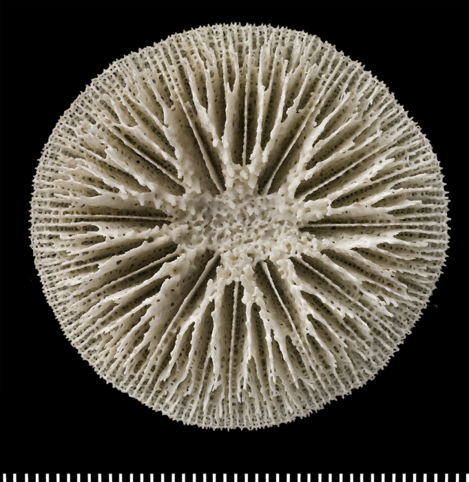 A syntype of of Letepsammia formosissima (Moseley, 1876).