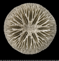 Anthozoa