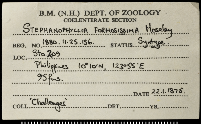 Label for syntype of of Letepsammia formosissima (Moseley, 1876).