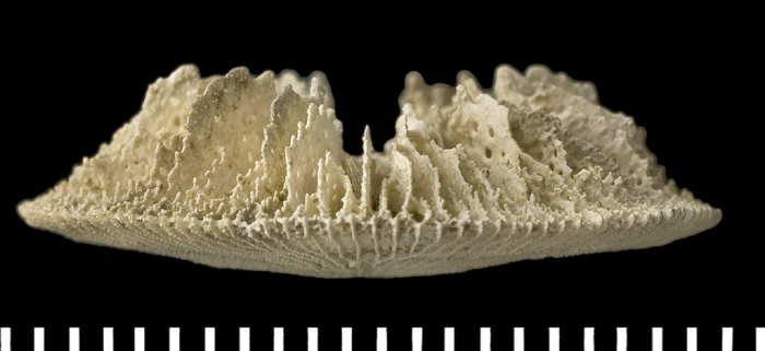 A syntype of of Letepsammia formosissima (Moseley, 1876). A syntype of of Letepsammia formosissima (Moseley, 1876).