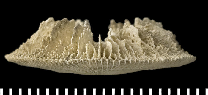 A syntype of of Letepsammia formosissima (Moseley, 1876).