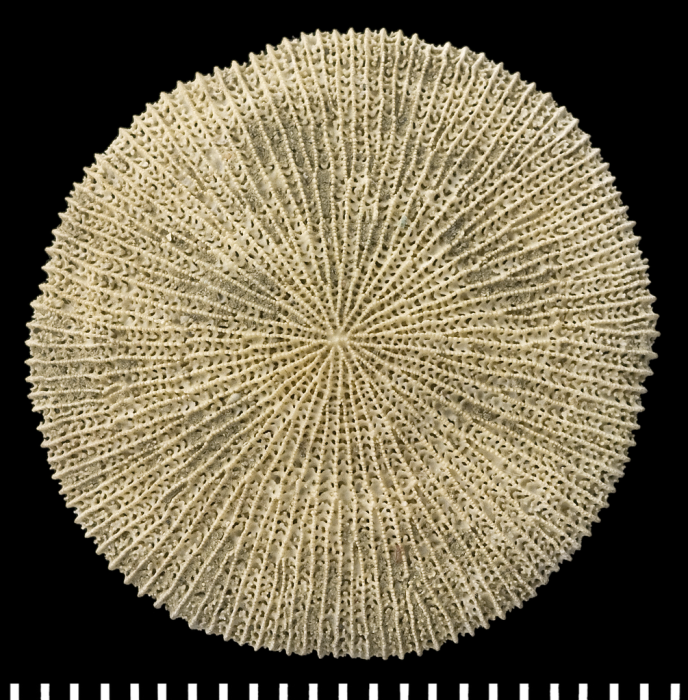 A syntype of of Letepsammia formosissima (Moseley, 1876). A syntype of of Letepsammia formosissima (Moseley, 1876).