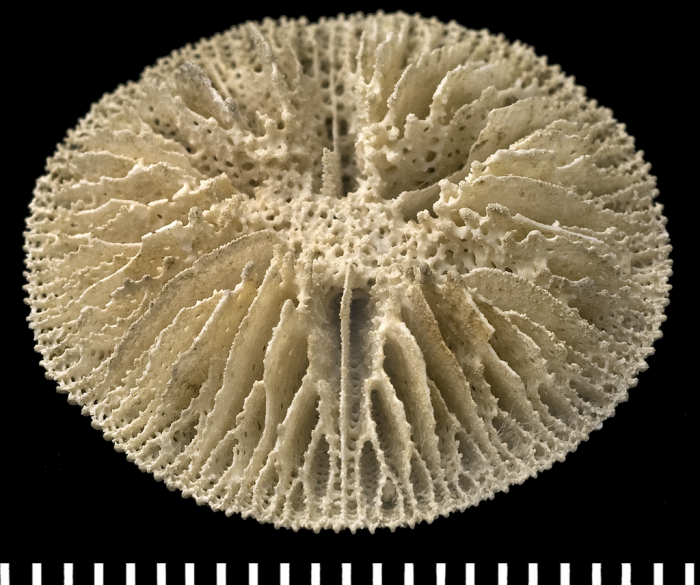 A syntype of of Letepsammia formosissima (Moseley, 1876). A syntype of of Letepsammia formosissima (Moseley, 1876).