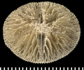 Anthozoa