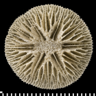 A syntype of of Letepsammia formosissima (Moseley, 1876).