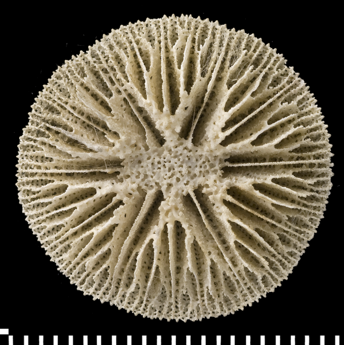 A syntype of of Letepsammia formosissima (Moseley, 1876). A syntype of of Letepsammia formosissima (Moseley, 1876).