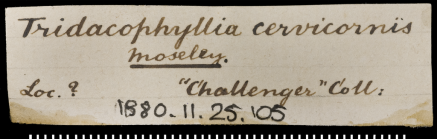 Label for syntype of of Tridacophyllia cervicornis Moseley, 1881